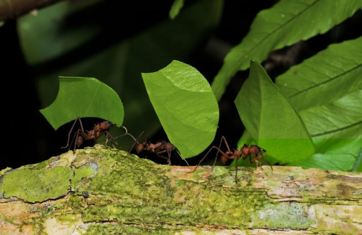 Leafcutter Ants Are Expert Farmers