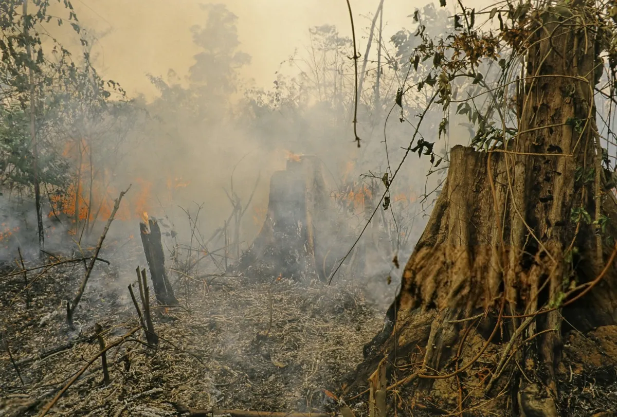 Most of the Amazon's Soil Is Surprisingly Poor