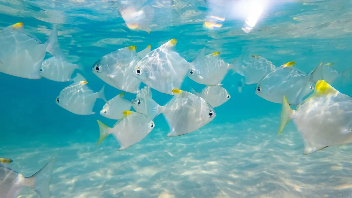 Thousands of Fish Species Swim Beneath the Surface