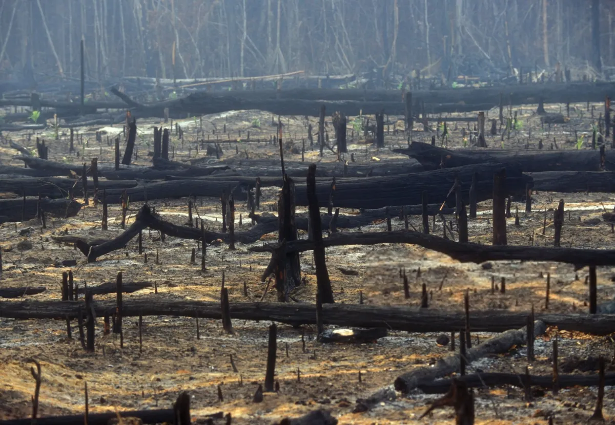The Amazon Is One of Earth's Greatest Carbon Stores