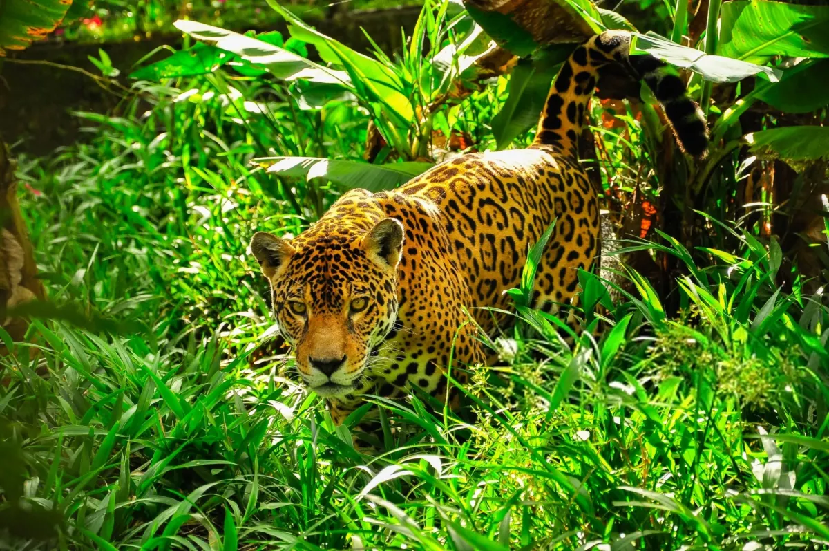 Jaguars Rule the Jungle