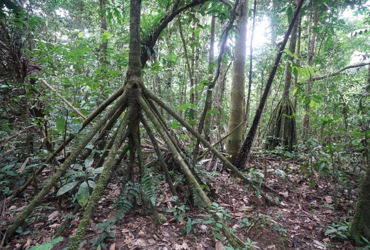 Some Plants Can "Walk"