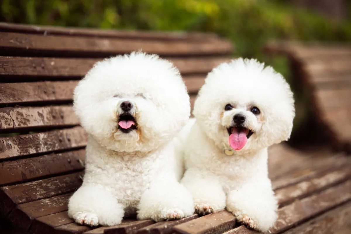 Bichon Frise