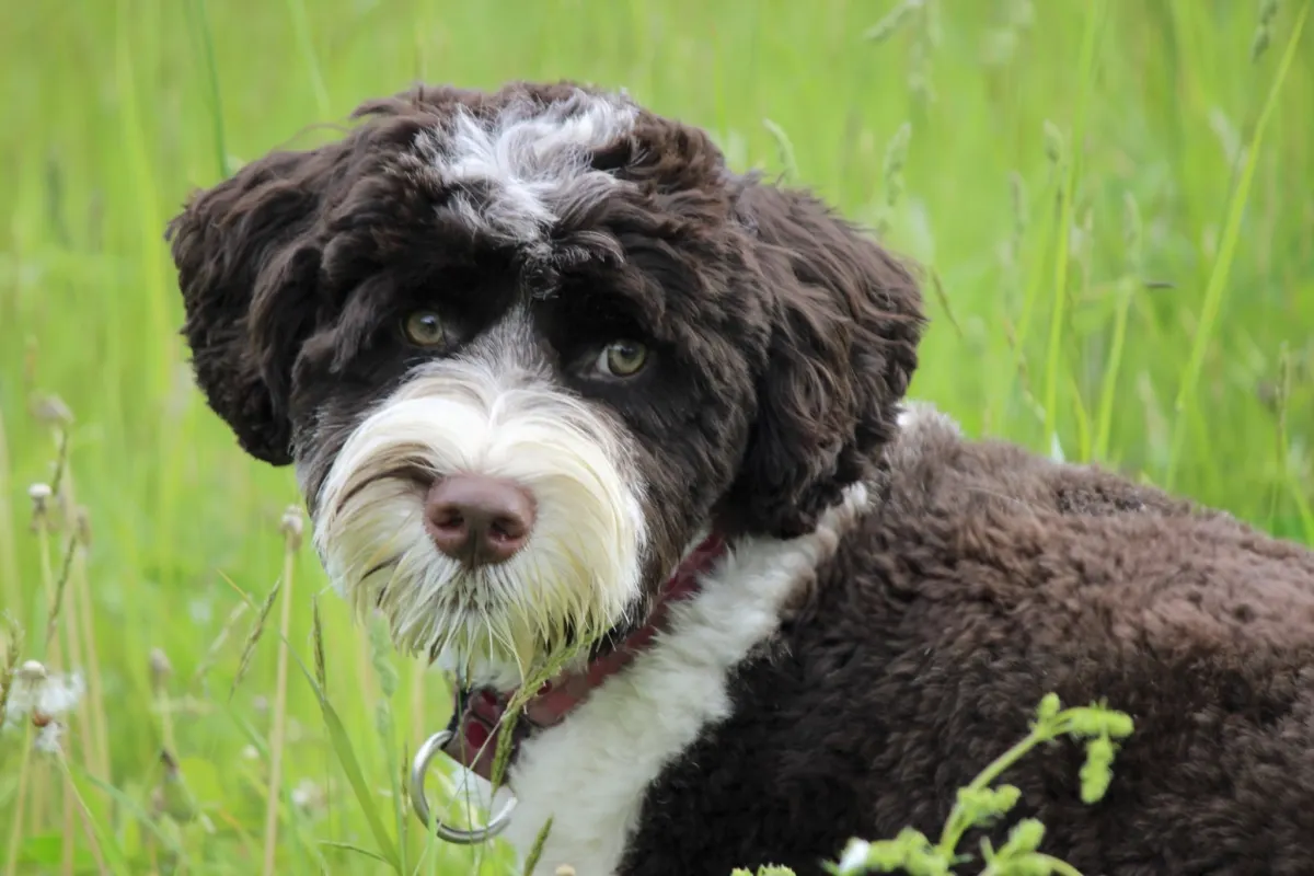 Portuguese Water Dog