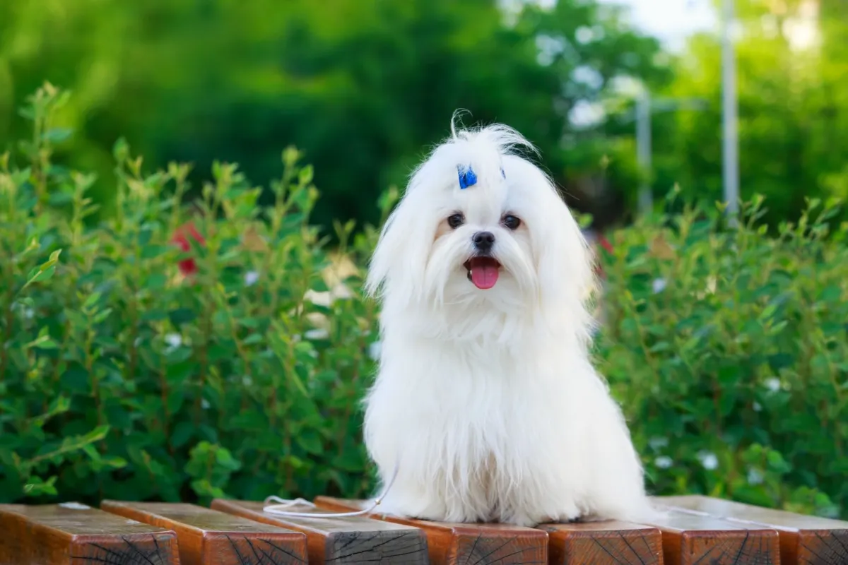 Maltese Dog