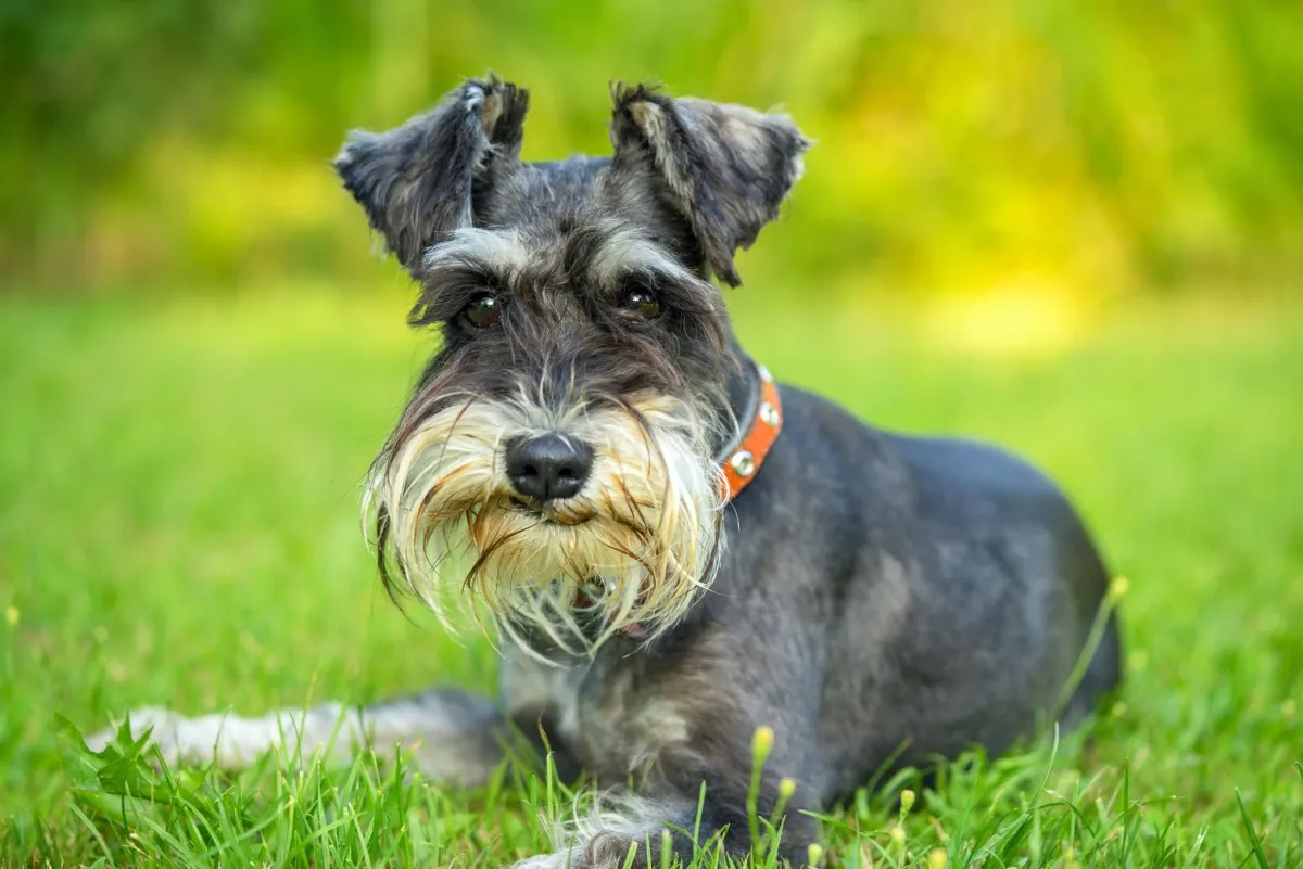 Giant Schnauzer