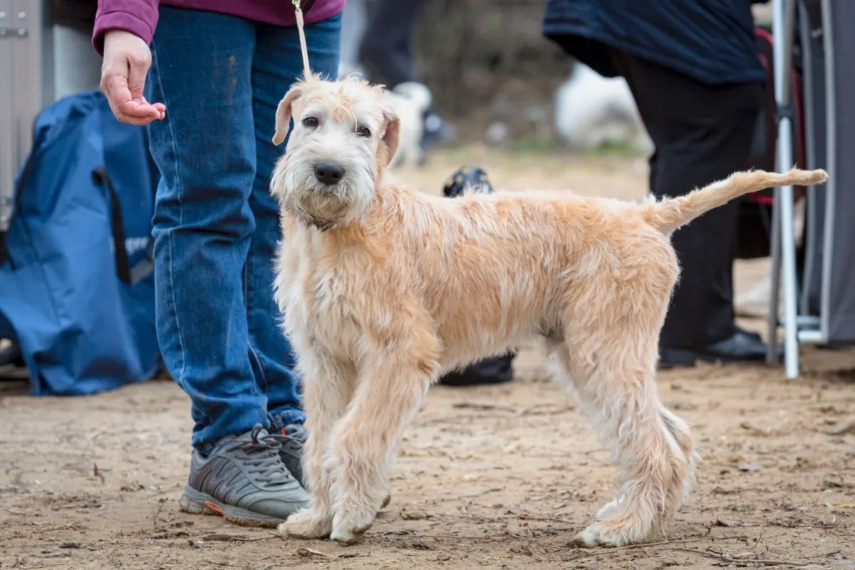 Soft Coated Wheaten Terrier