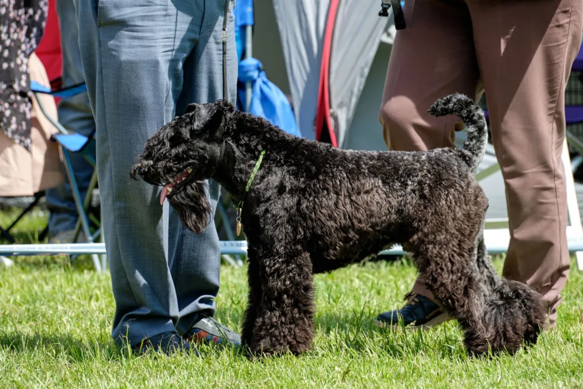 Kerry Blue Terrier