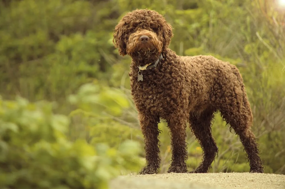 Lagotto Romagnolo