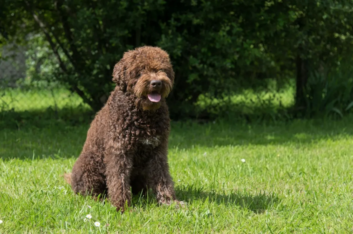 Barbet