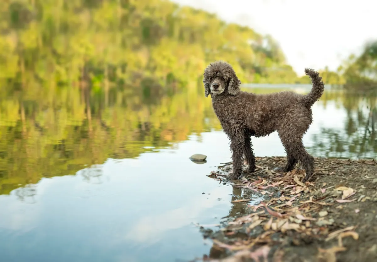 Spanish Water Dog