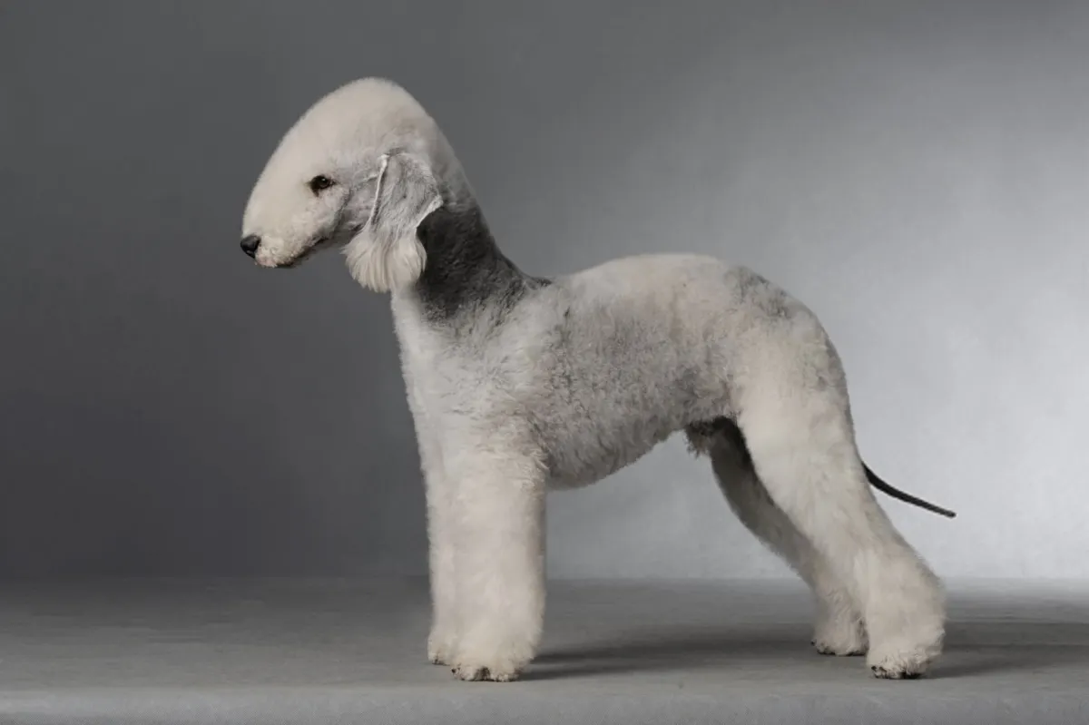 Bedlington Terrier
