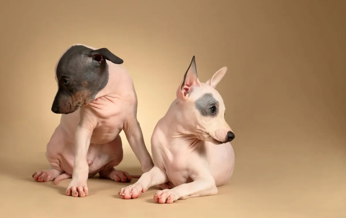 American Hairless Terrier