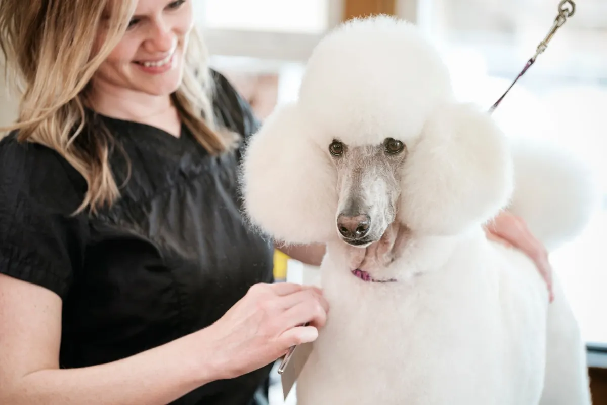 Standard Poodle
