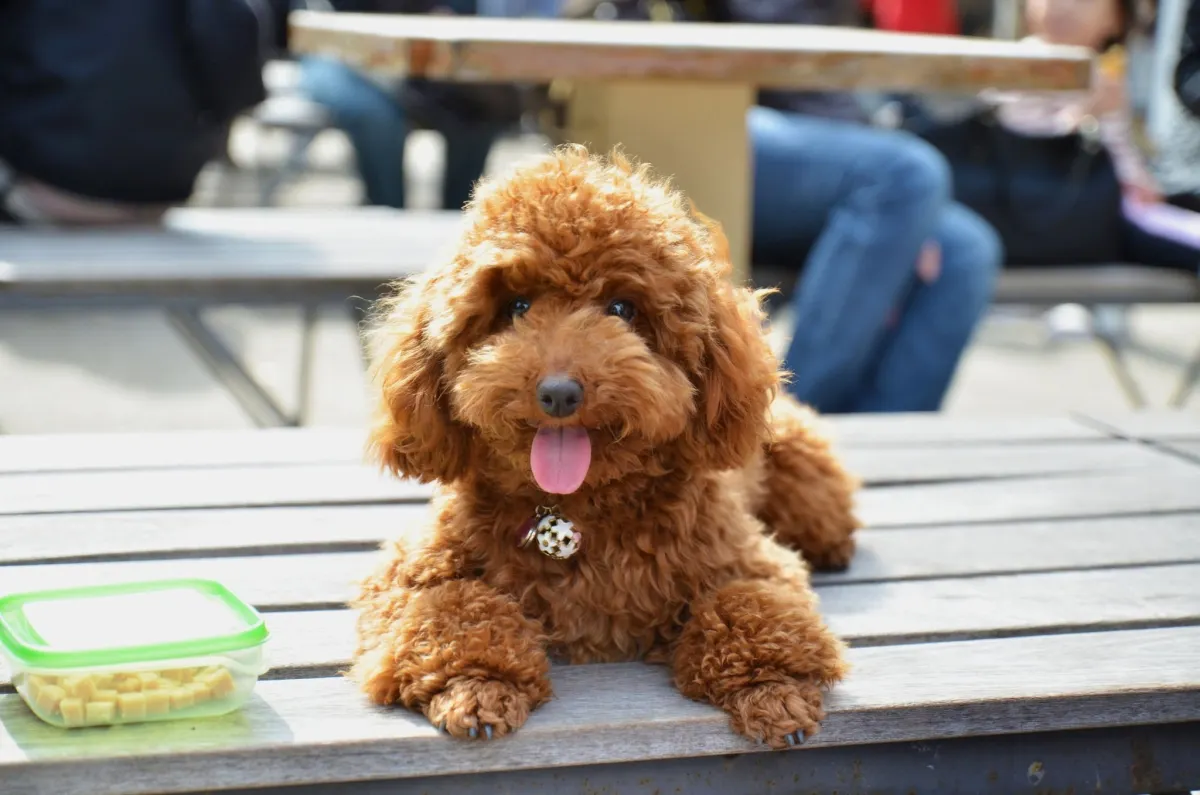 Toy Poodle