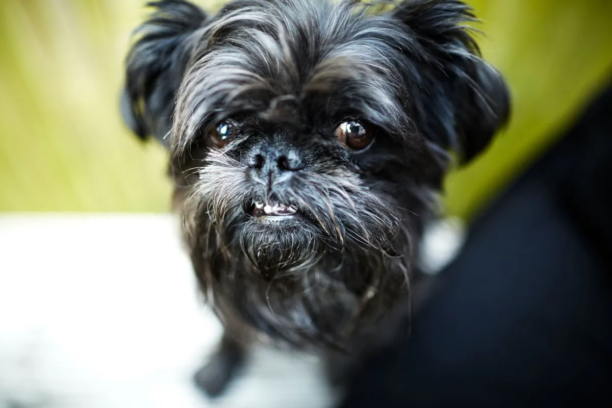 Brussels Griffon