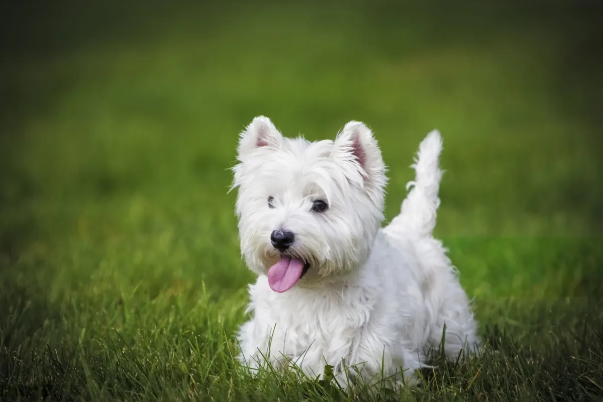 West Highland White Terrier