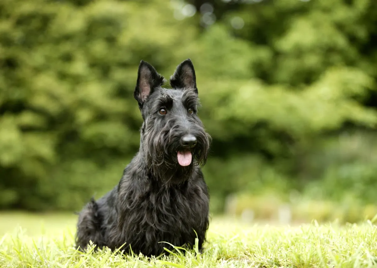 Scottish Terrier