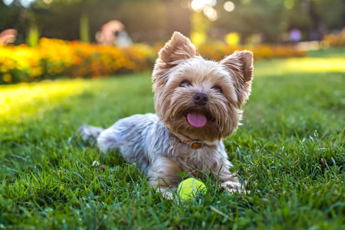 Yorkshire Terrier