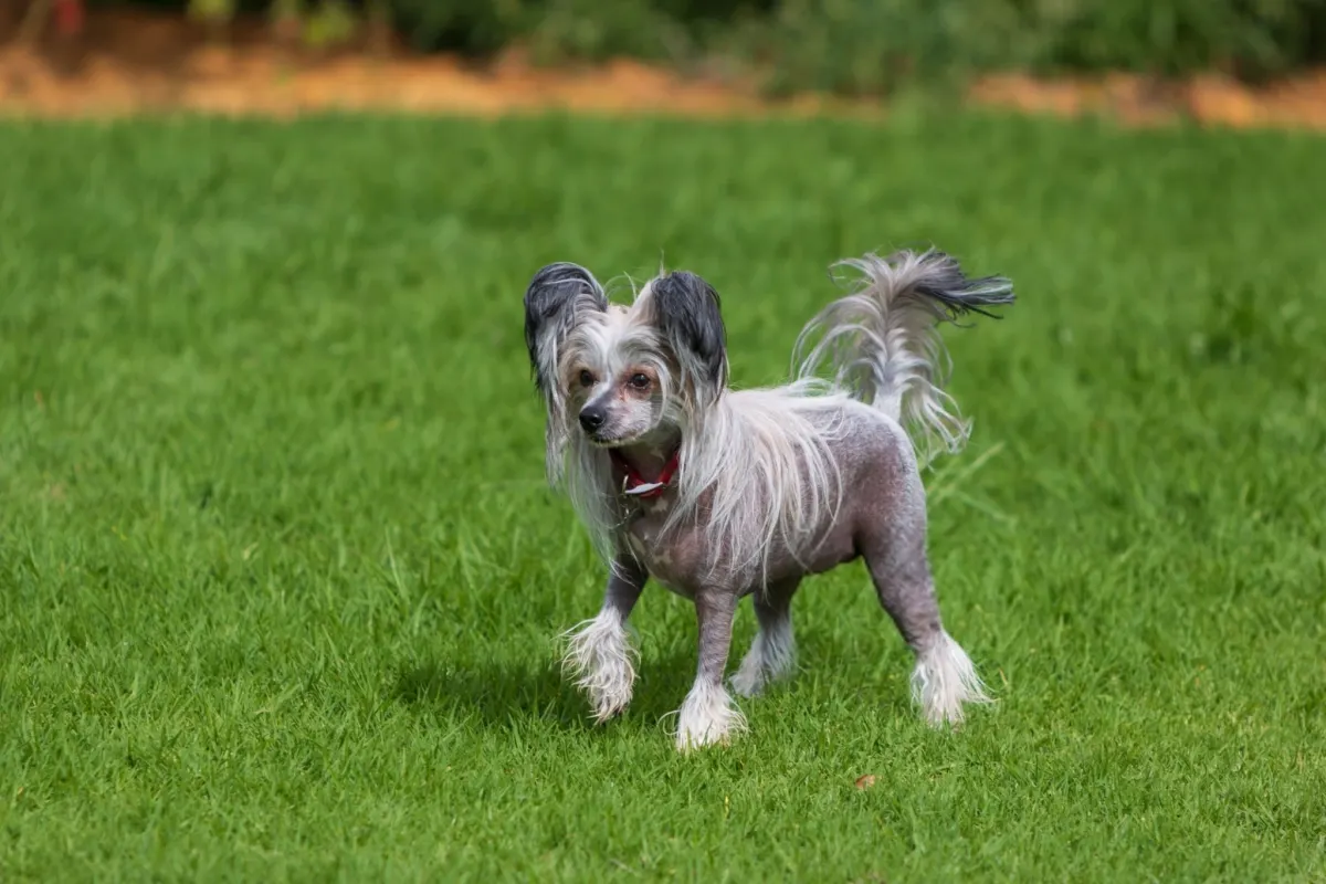 Chinese Crested