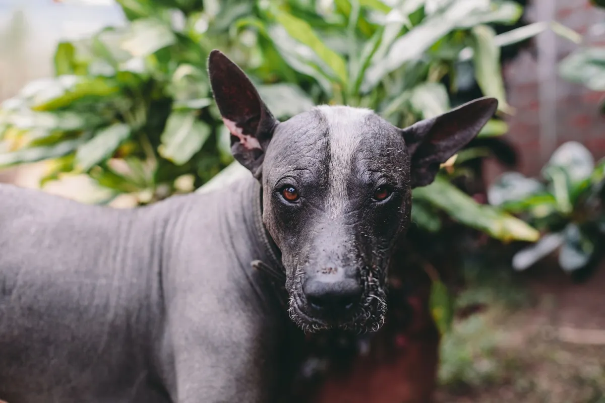 Xoloitzcuintli