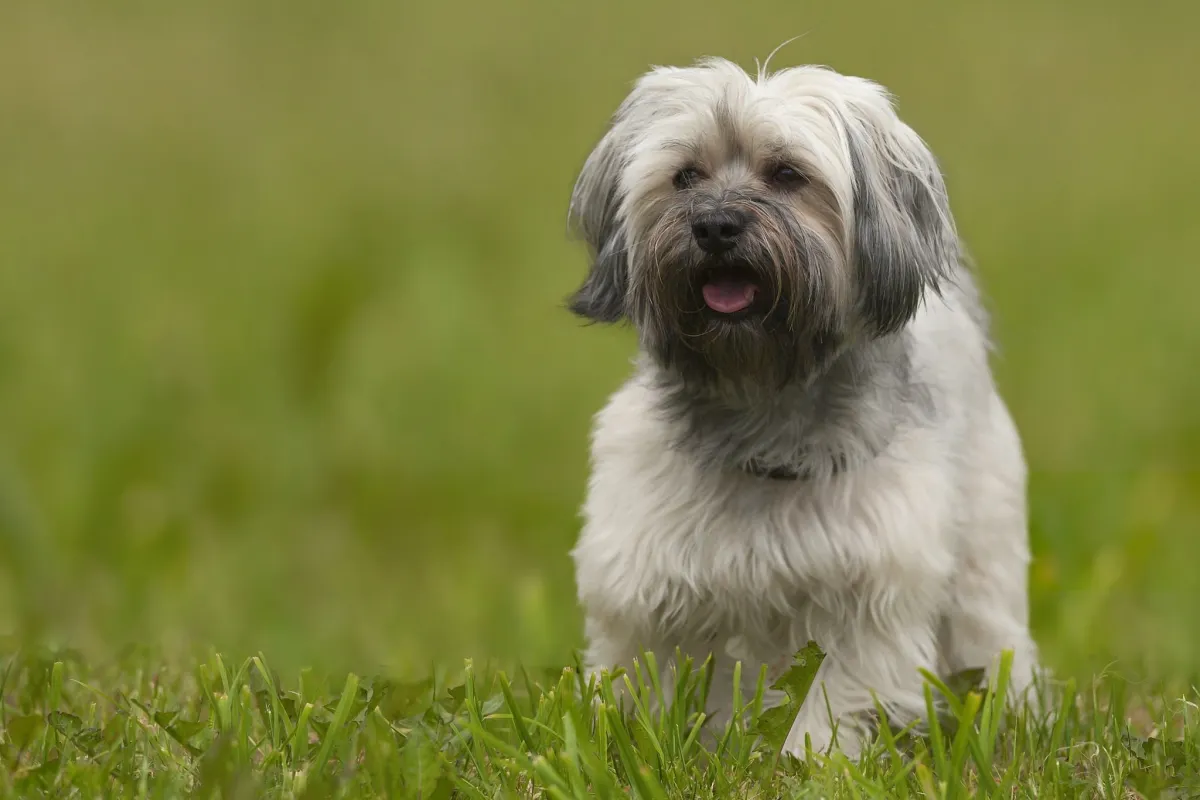 Havanese