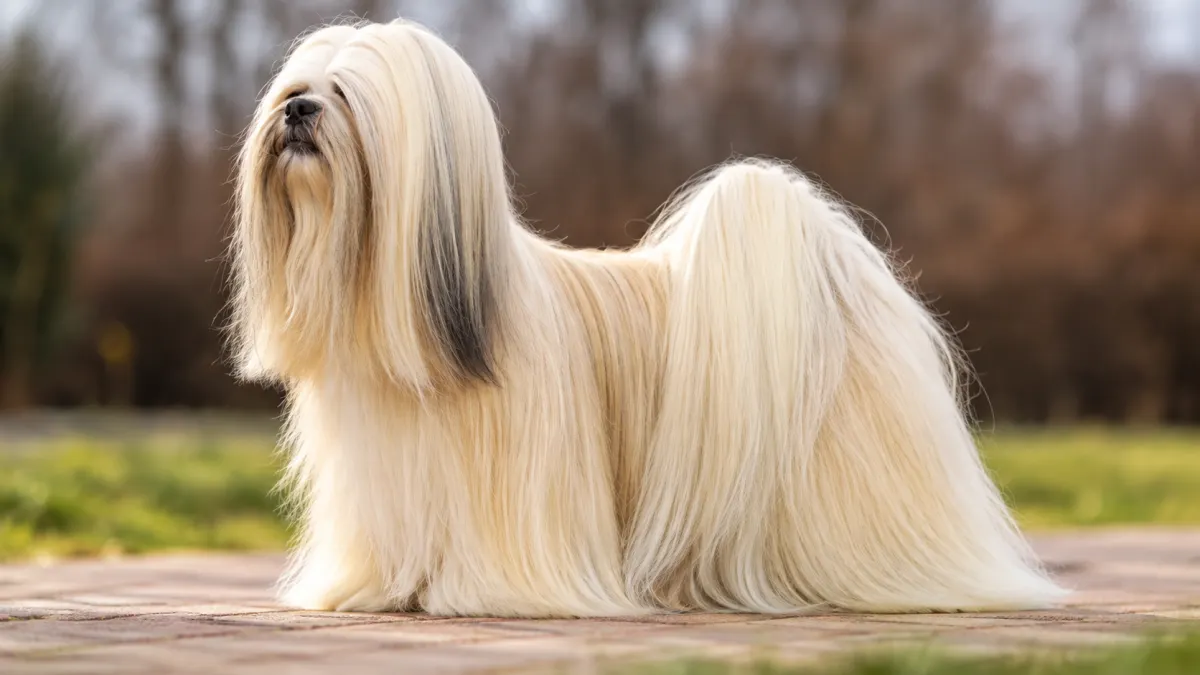 Lhasa Apso