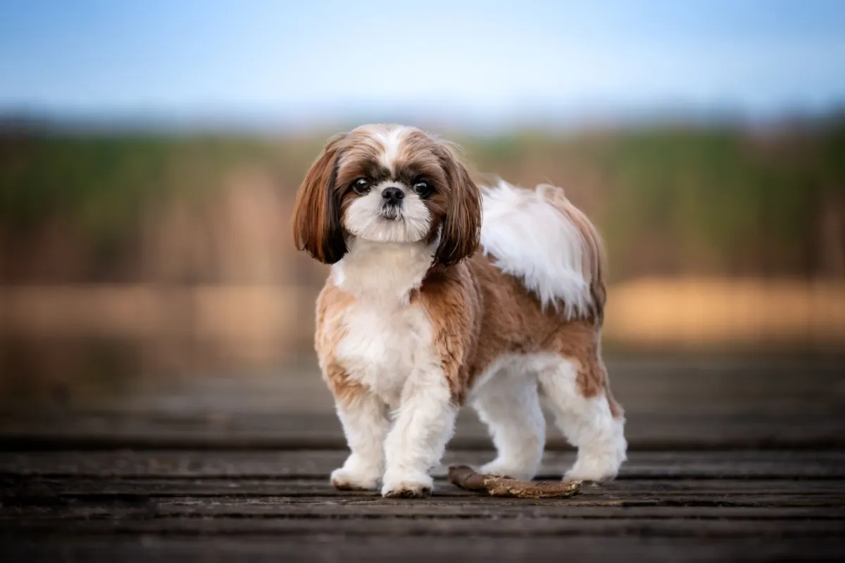 Shih Tzu