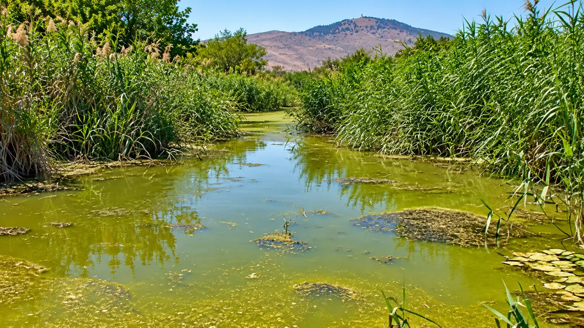 Eliminate Standing Water