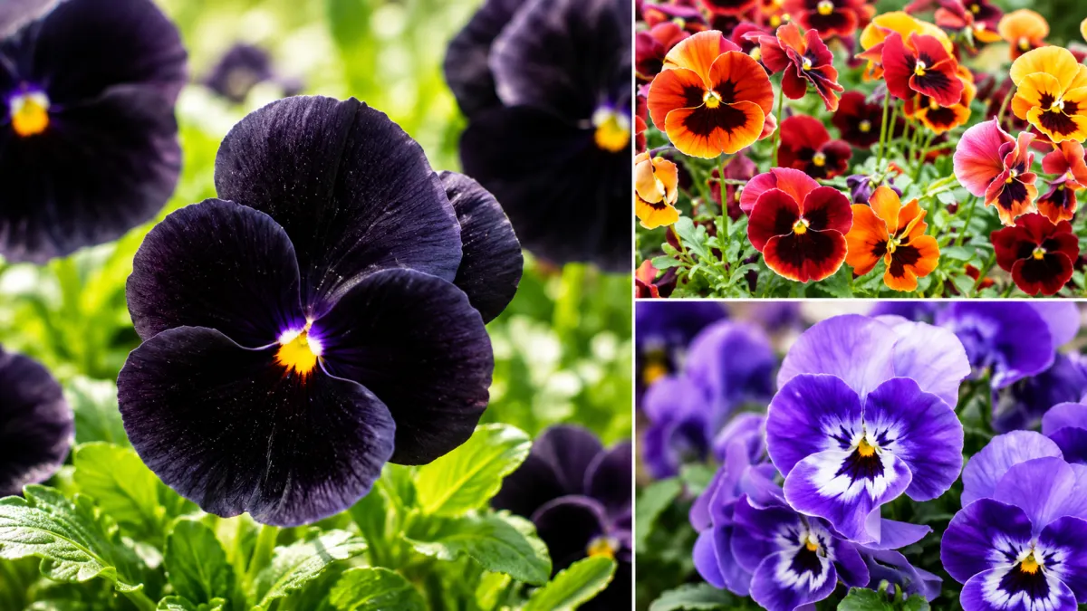 Pansy (Viola × wittrockiana)