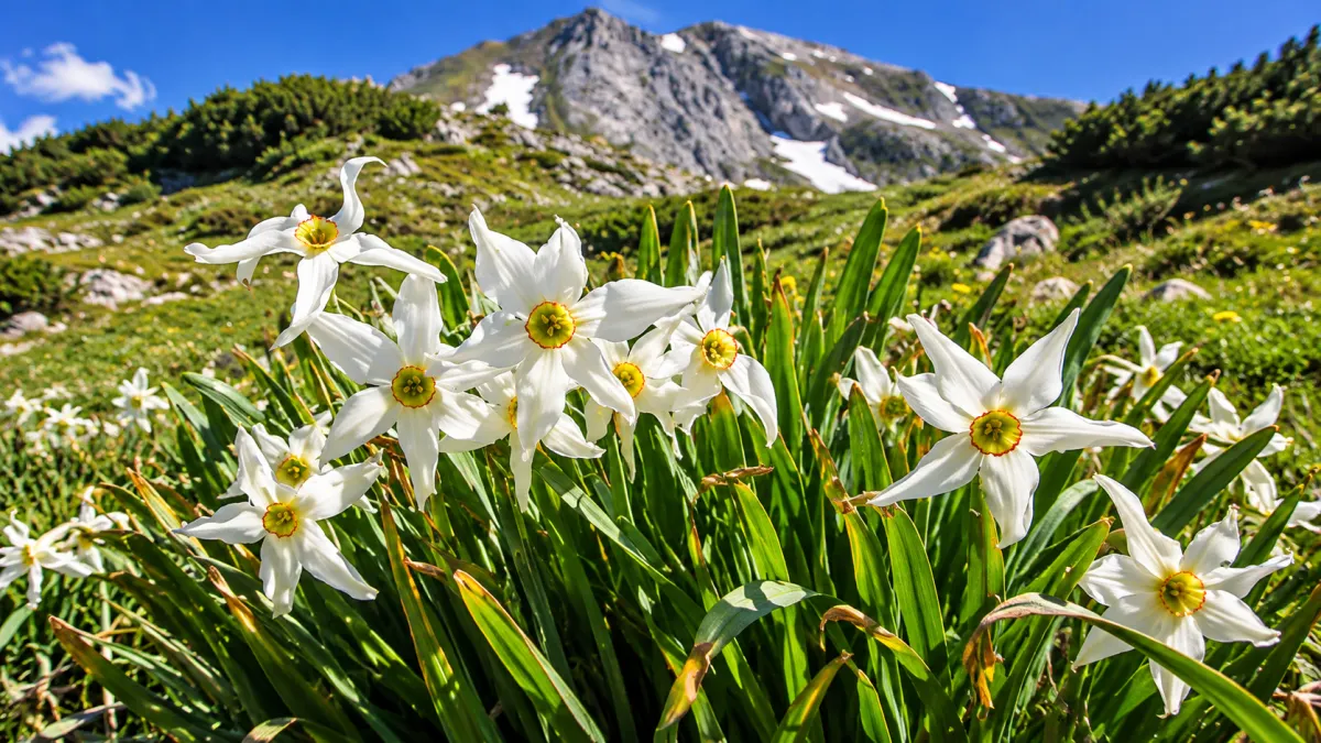Daffodil (Narcissus spp.)