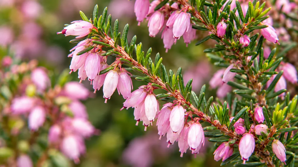 Erica (Erica spp.)