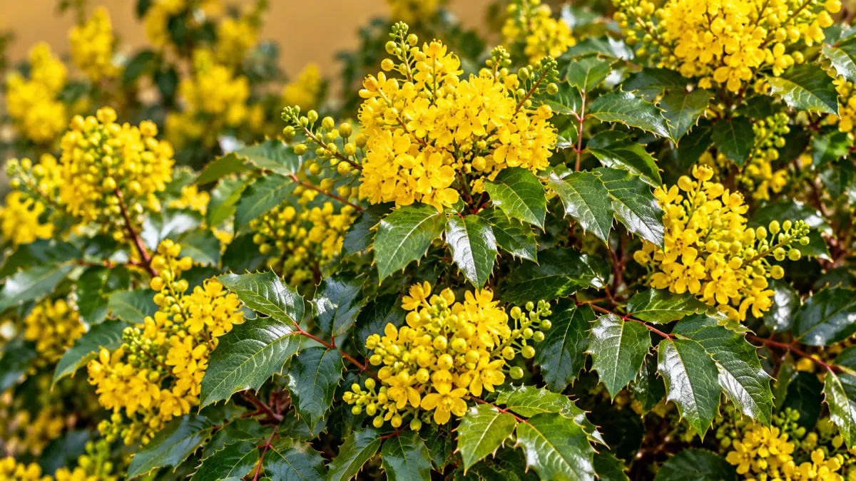Mahonia (Mahonia spp.)
