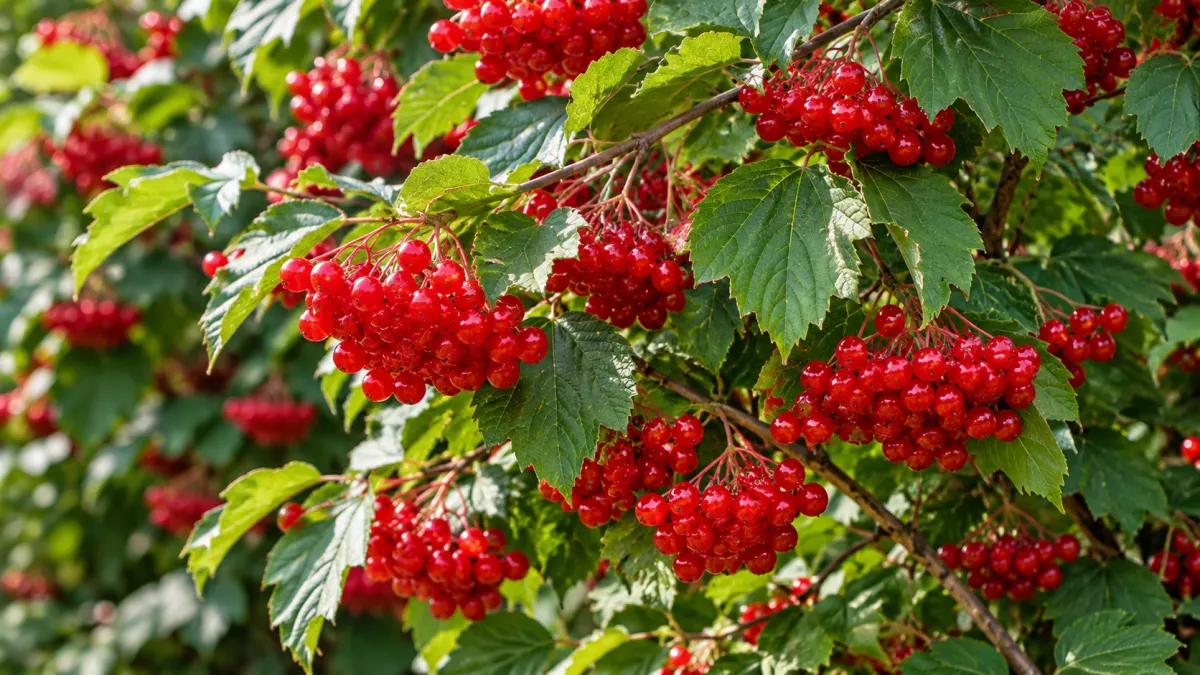Winter Viburnum (Viburnum spp.)