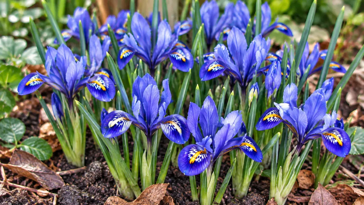 Reticulated Iris (Iris reticulata)