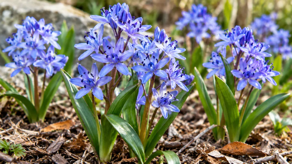 Scilla (Scilla spp.)