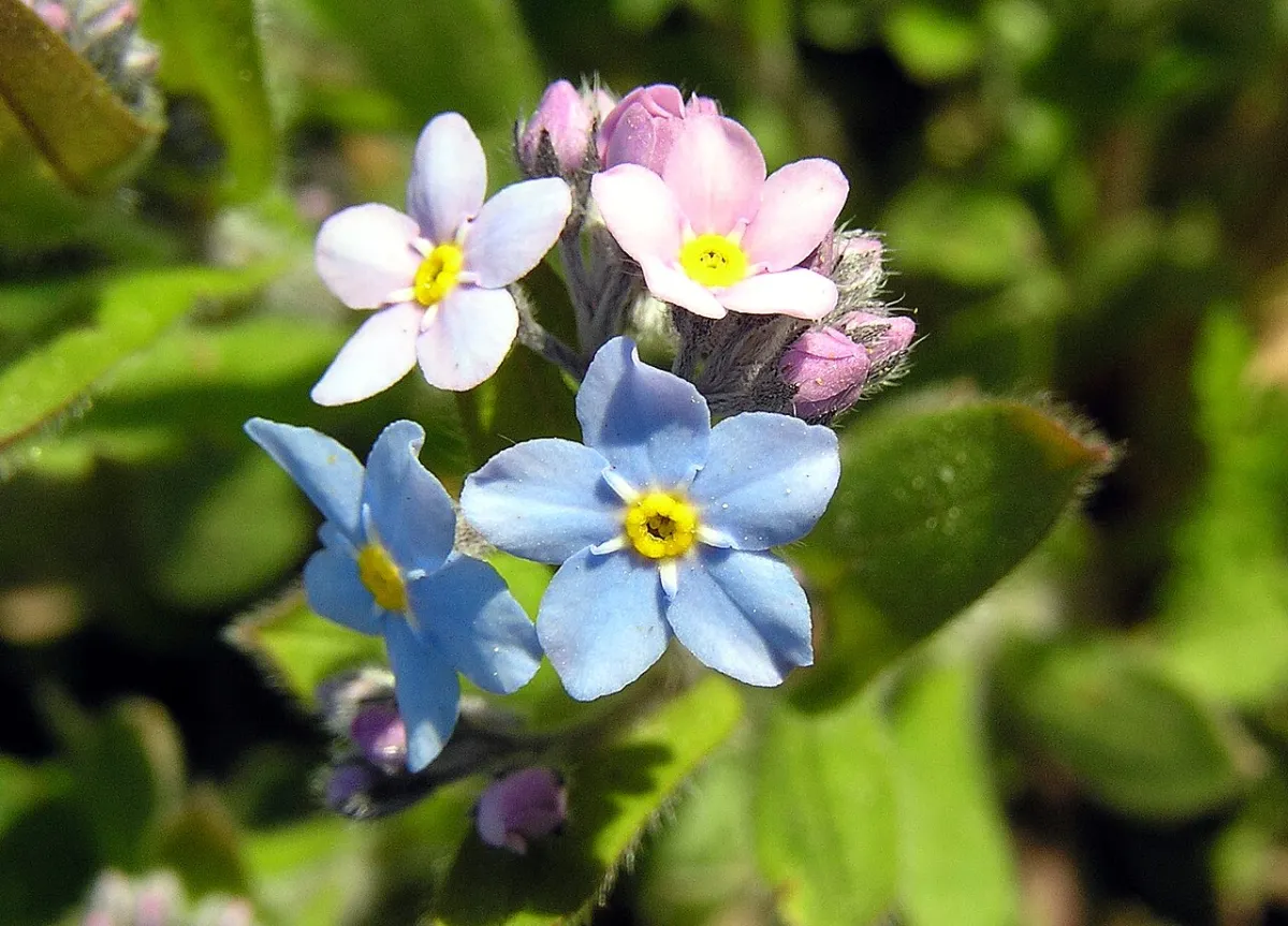 Forget-Me-Not (Myosotis spp.)