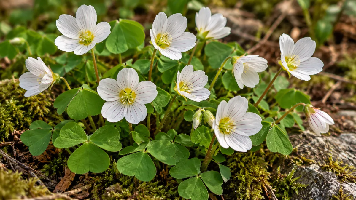 Ornamental Oxalis (Oxalis spp.)