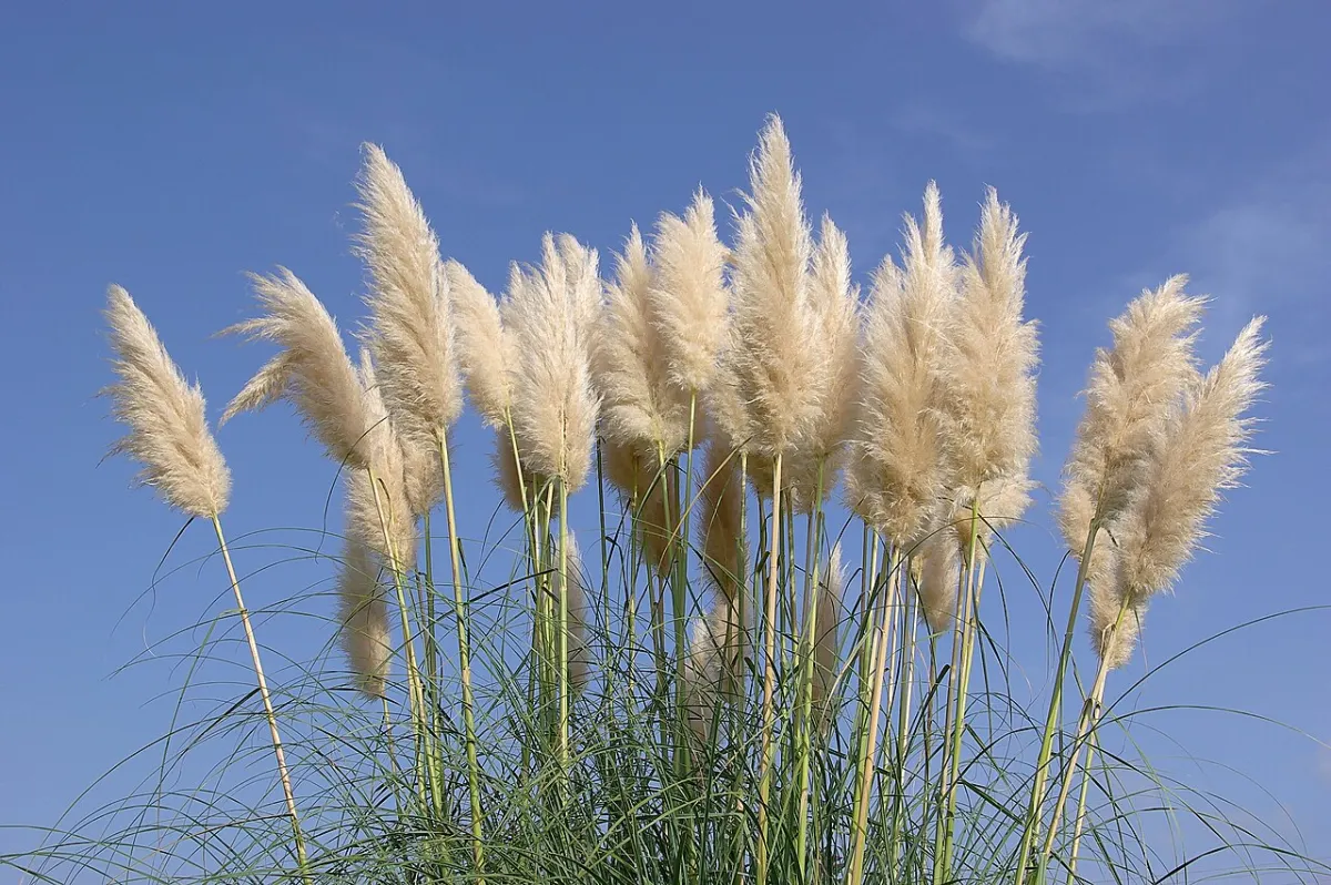 Pampas Grass and Other Hardy Ornamental Grasses (Cortaderia spp.)