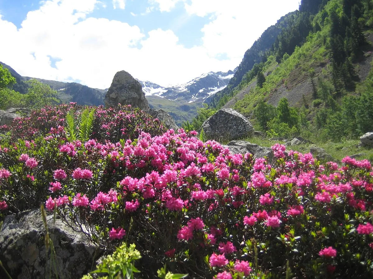 Rhododendron (Rhododendron spp.)