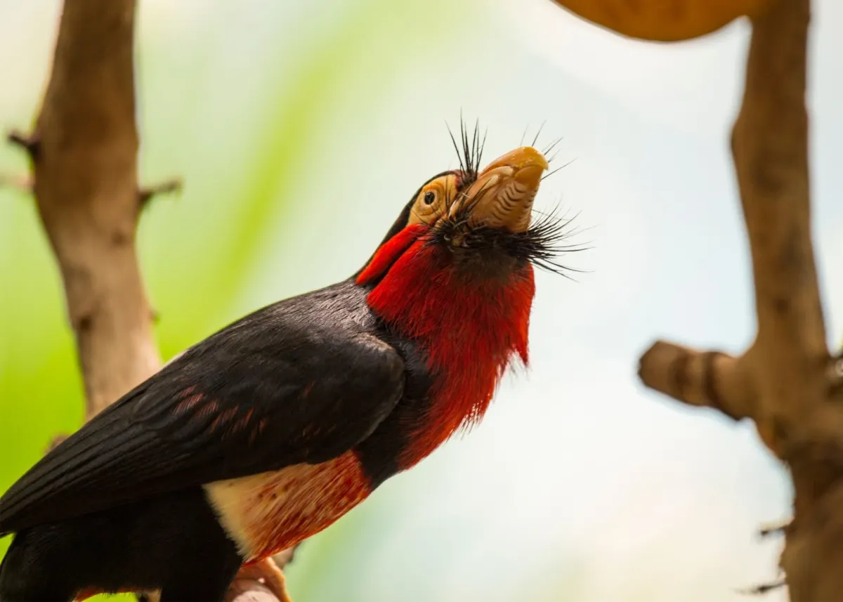 Where Does the Bearded Barbet Live?