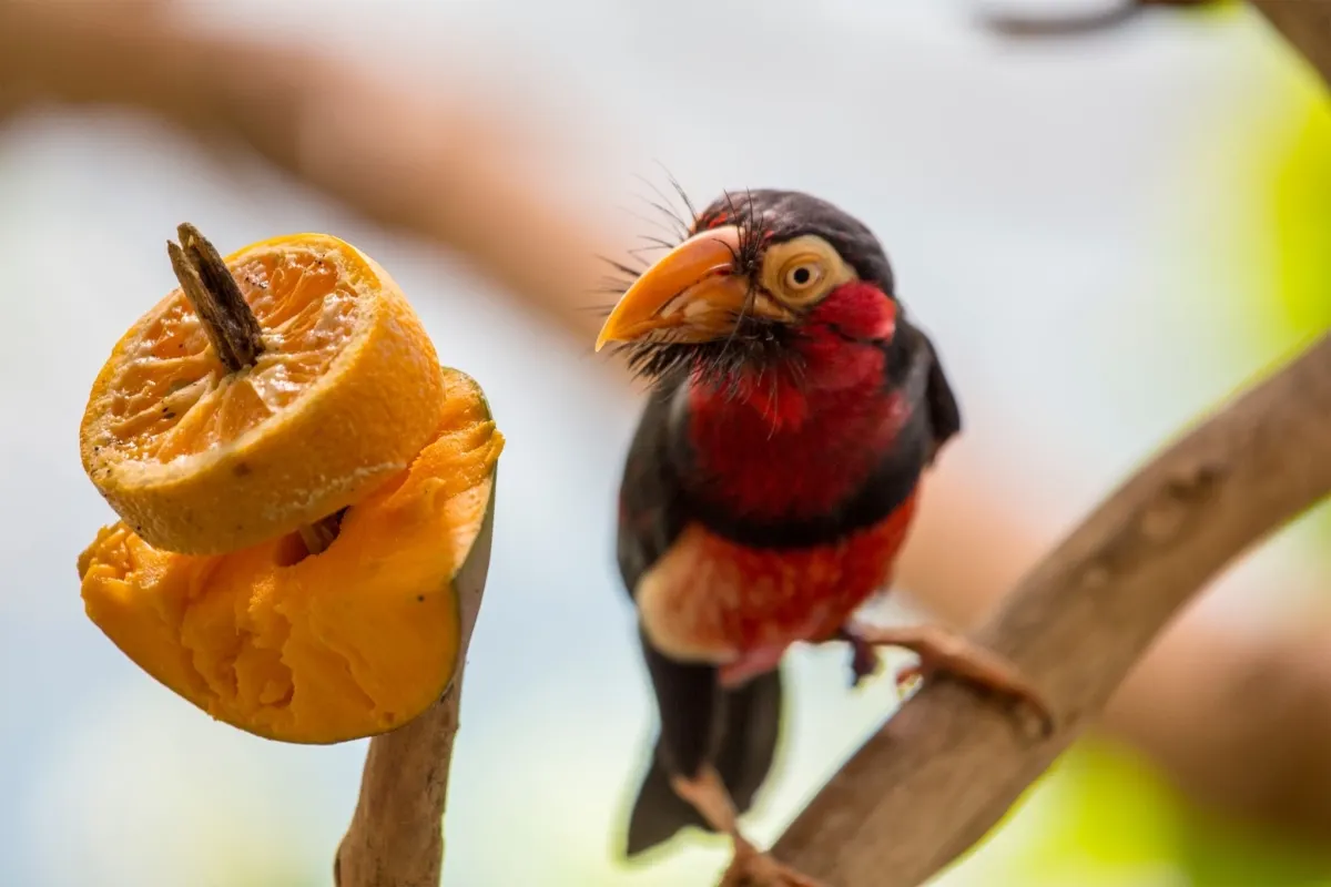 What Does the Bearded Barbet Eat?