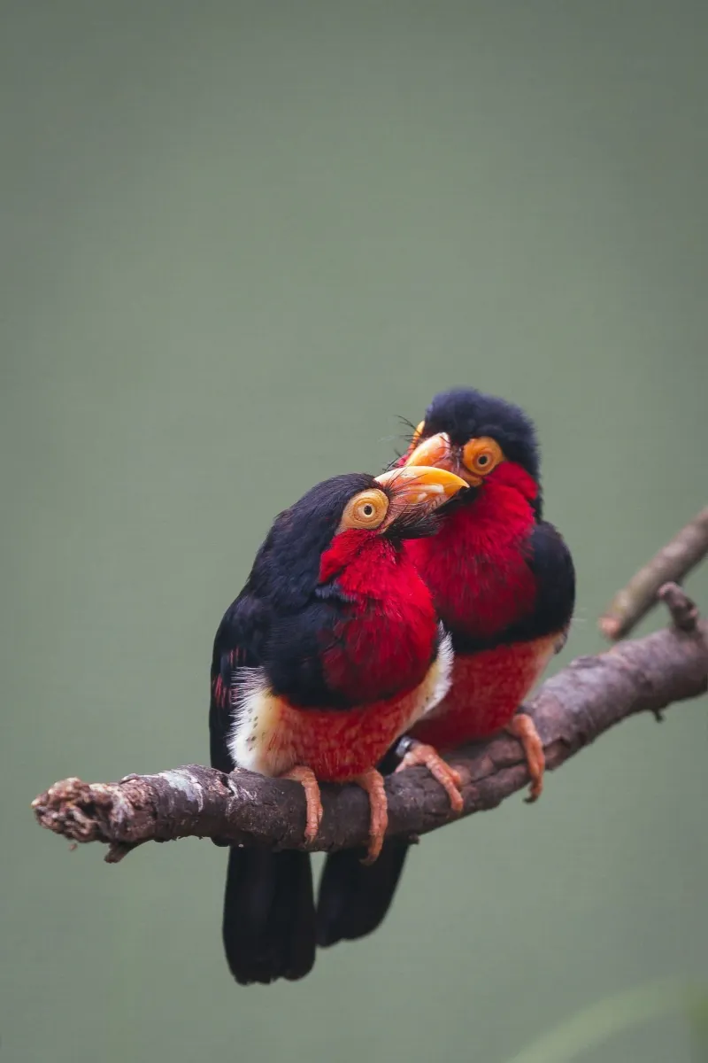 A Bird That Helps Spread Seeds