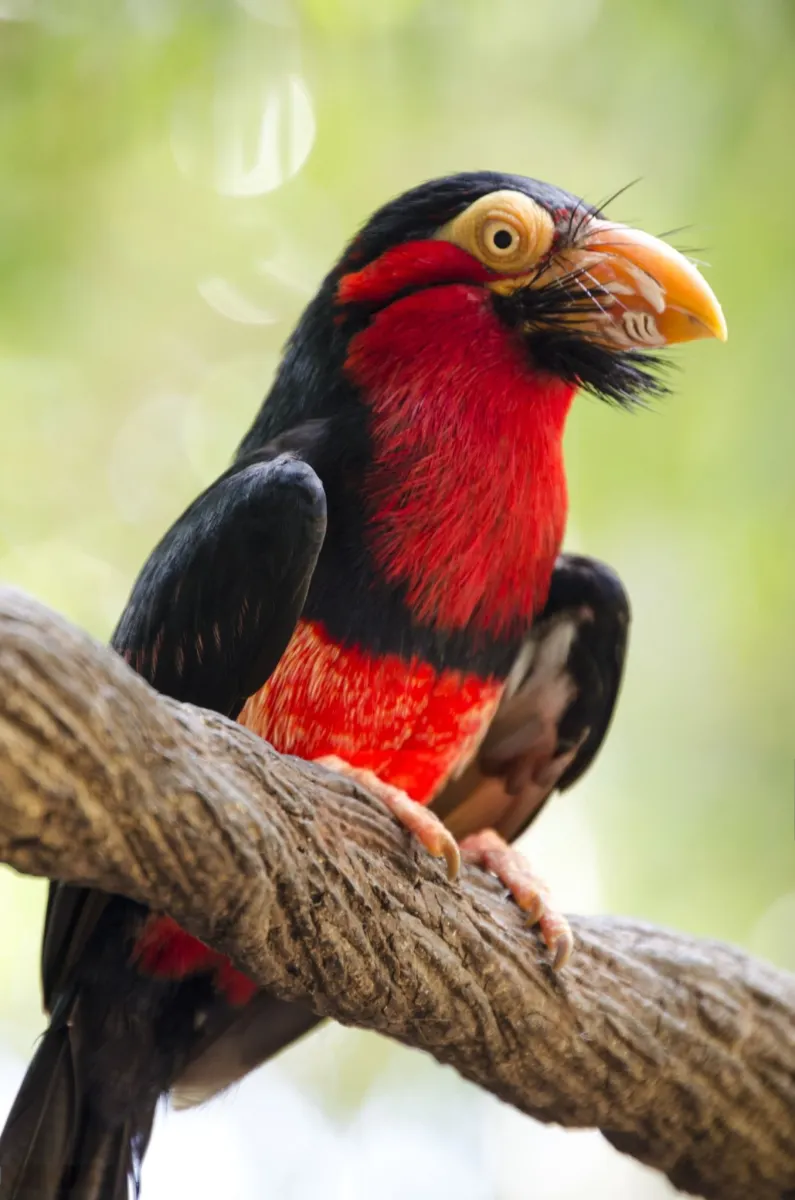 Why Does the Bearded Barbet Have a "Beard"?