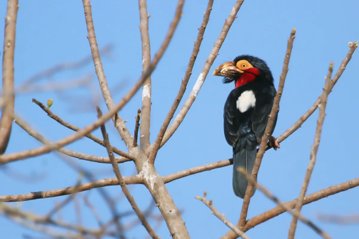 Bearded Barbet: A Small African Bird That Is Hard to Miss