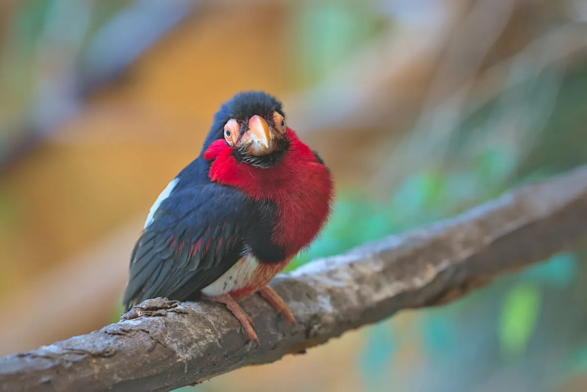 What Does a Bearded Barbet Sound Like?