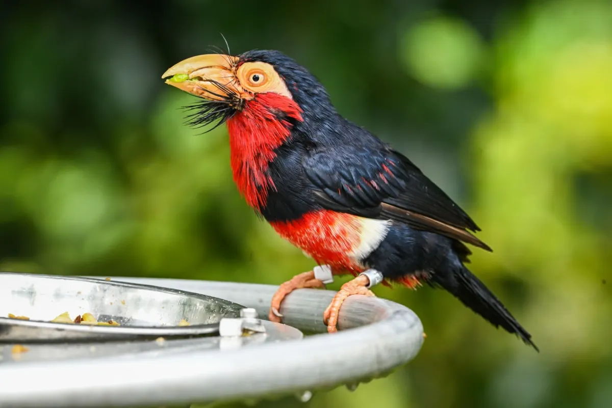 Bearded Barbets Are Often Seen in Small Groups