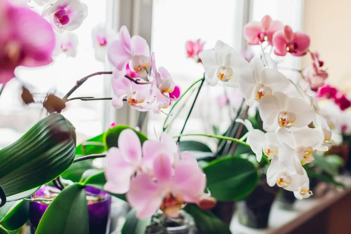 White Orchids