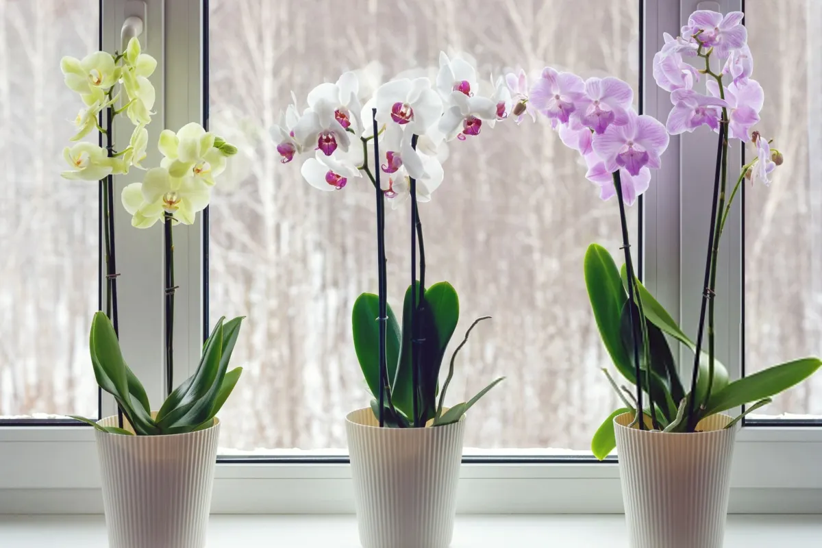 Phalaenopsis Orchid
