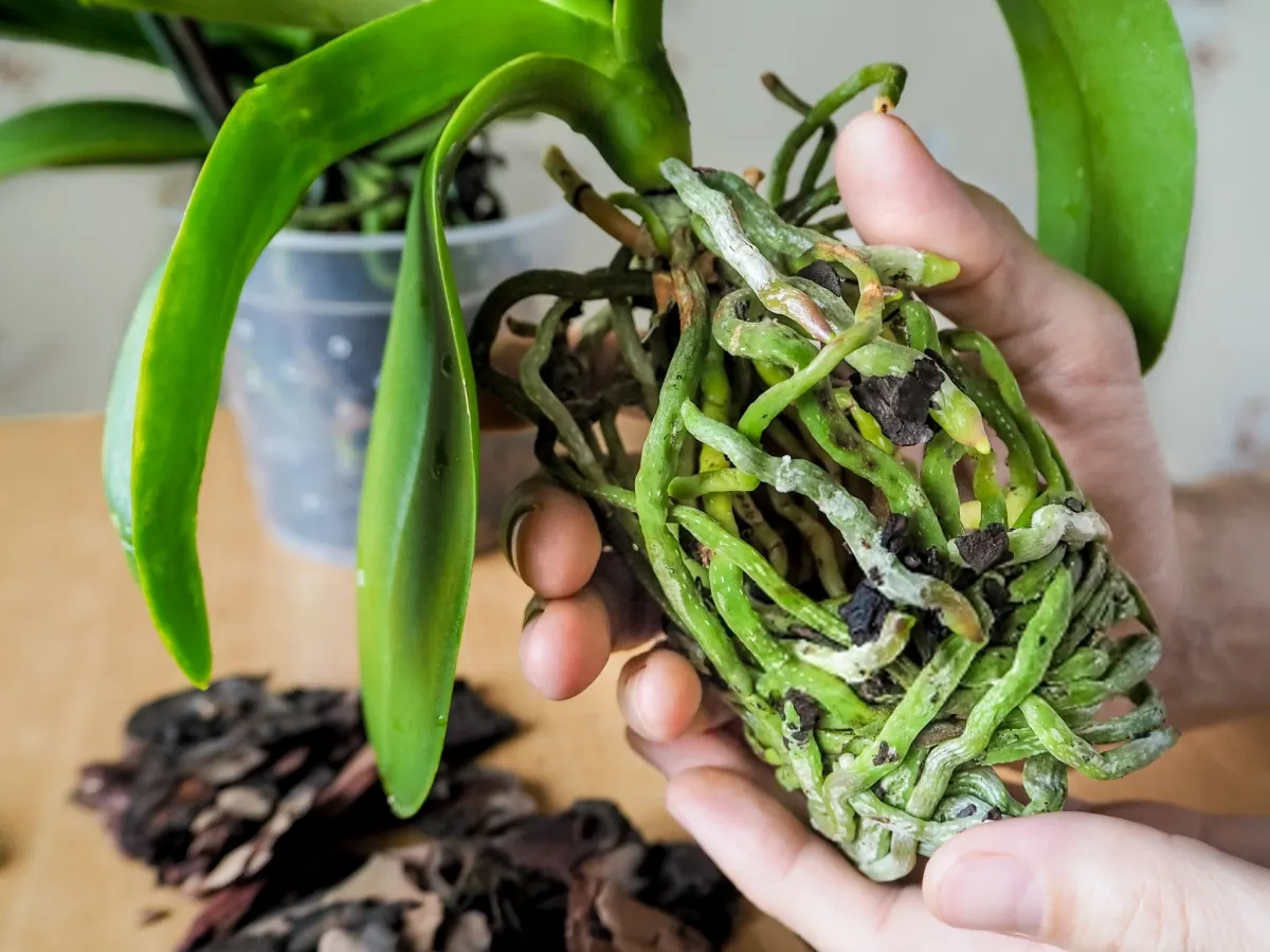 What Temperature and Humidity Do Orchids Need?
